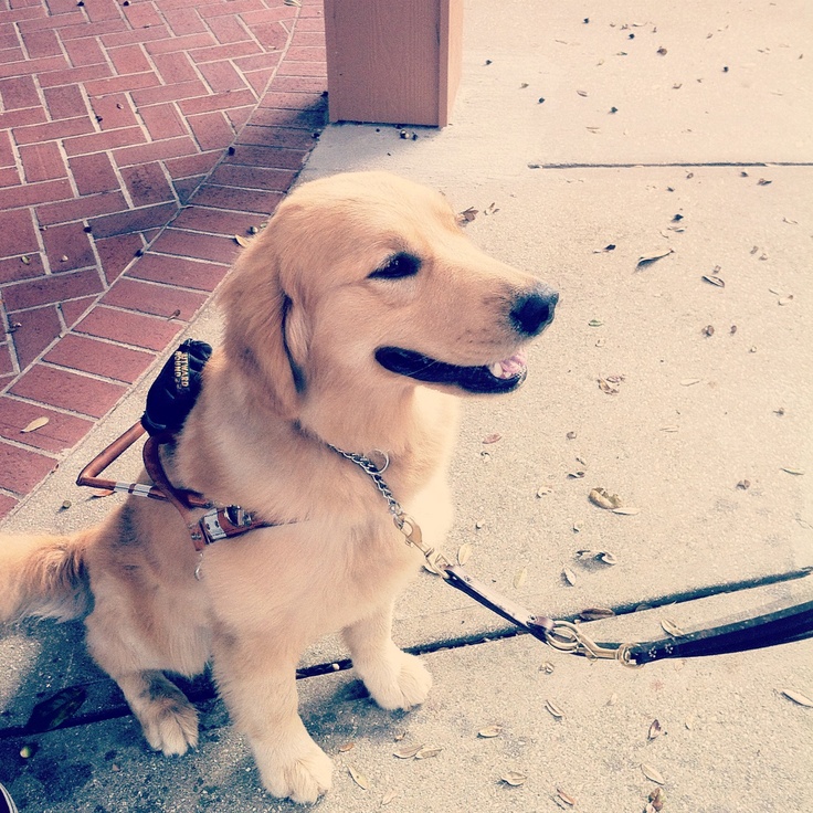 How Much Does A Guide Dog Cost? Puppy In Training