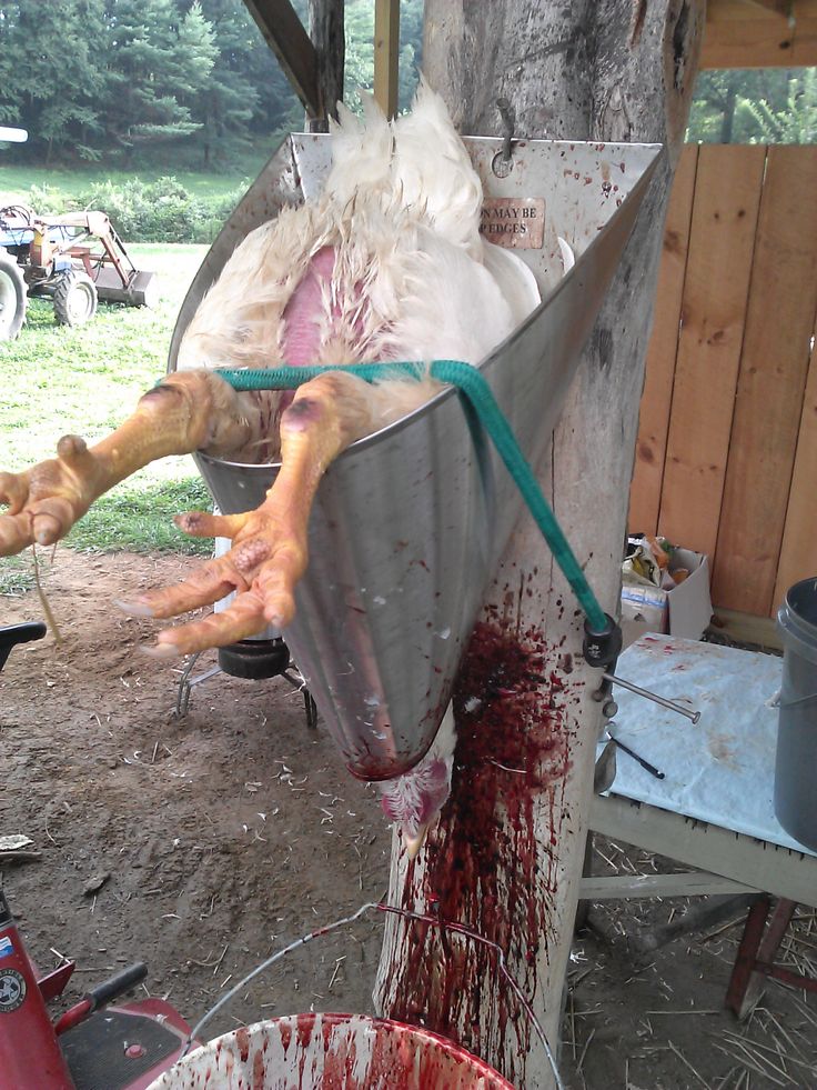 Slaughtering and Processing of Livestock