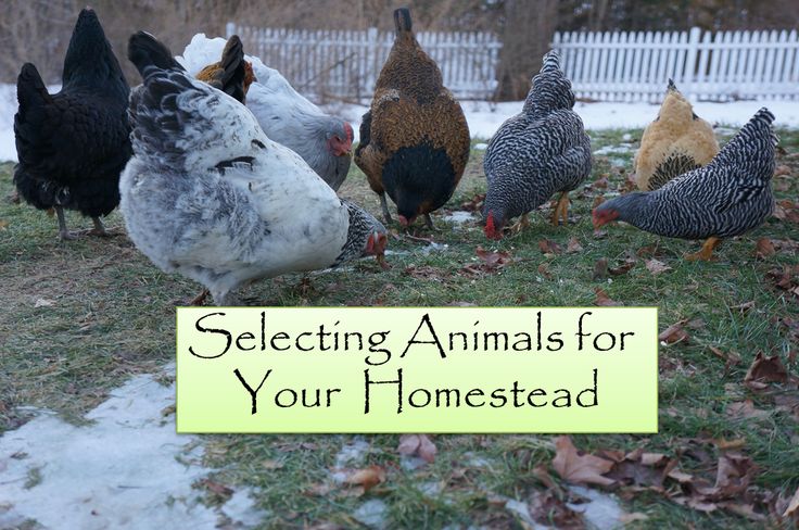 Choosing the Best Farm Livestock Animals to Raise