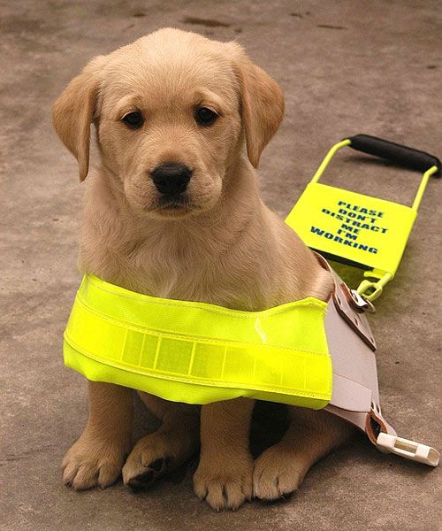 Guide Dogs Queensland Supporting People With Vision Loss