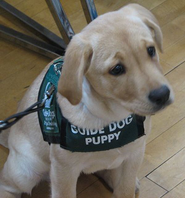 Guide Dogs Jobs (with Salaries) Indeed.com