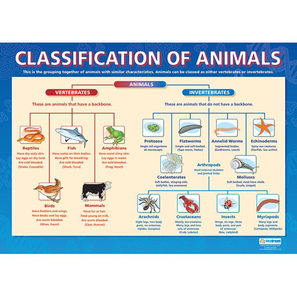 Animal Diversity — I Characteristics used in