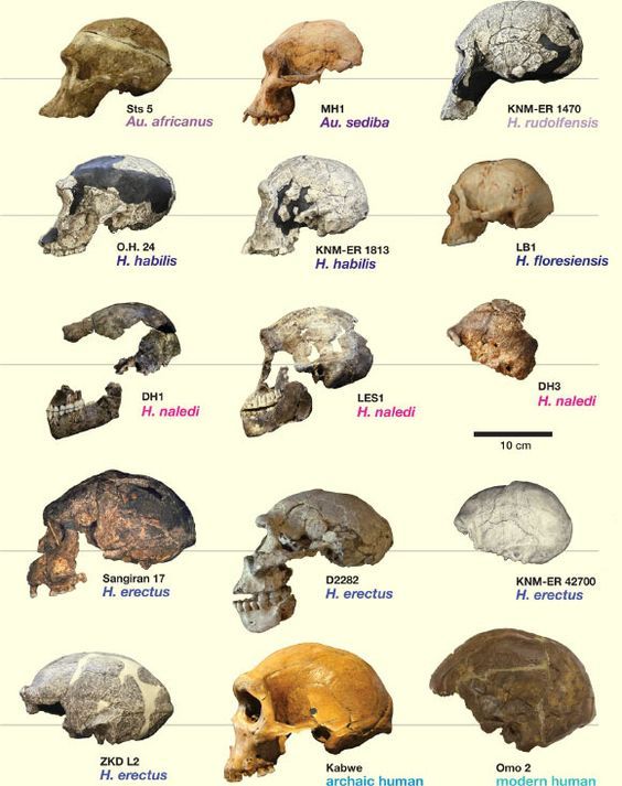 Anatomy and Physiology of Animals/The Skeleton Wikibooks