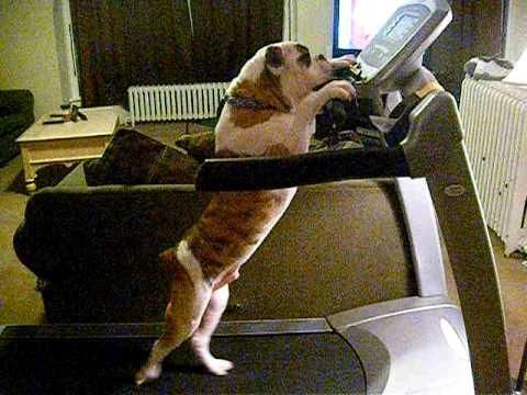 Can Dogs Use Human Treadmills? Alpha Trained Dog