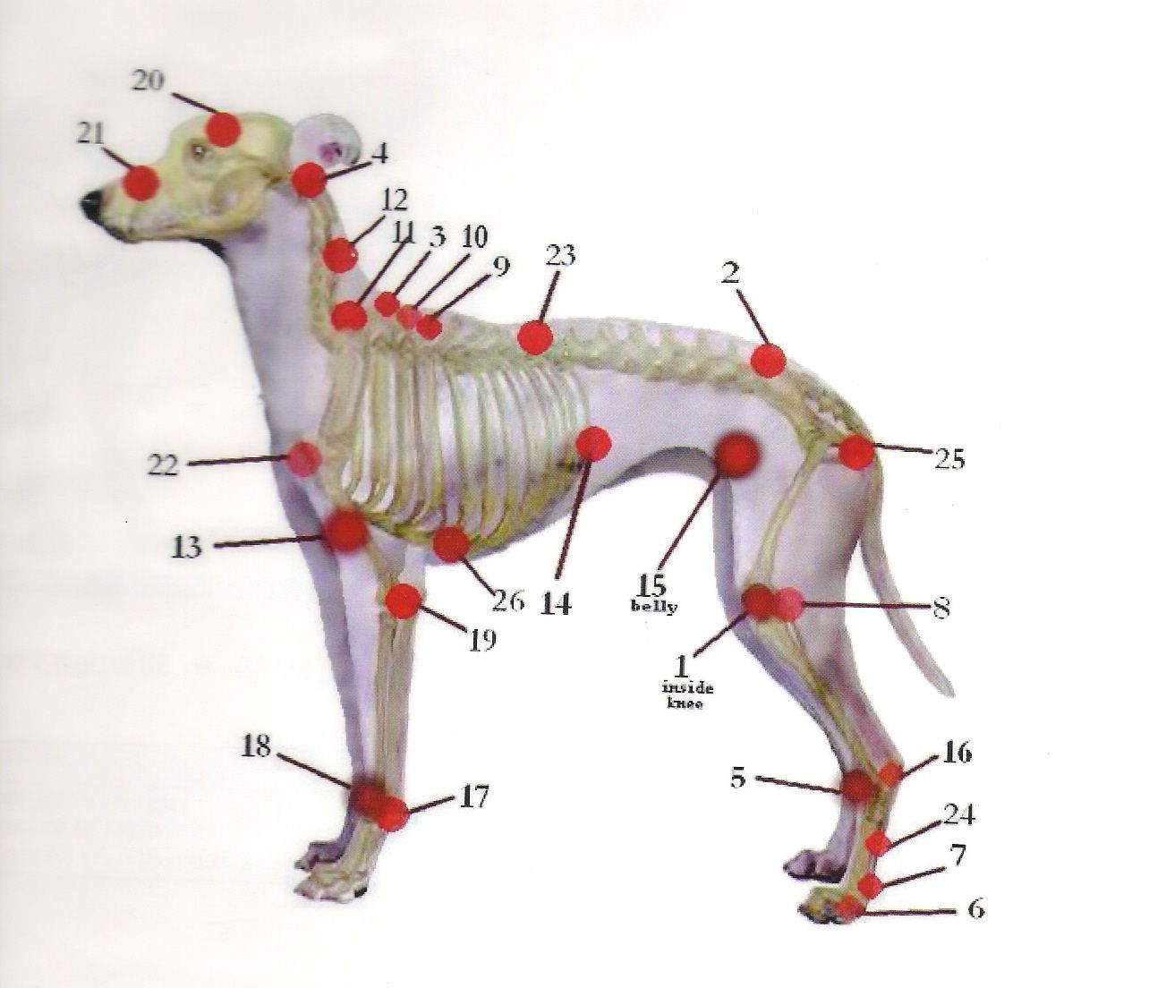 Ginseng a common Chinese herb For Dog Cancer