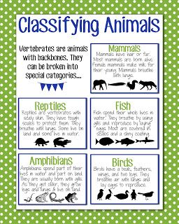 Classification Of Plants And Animals Worksheets