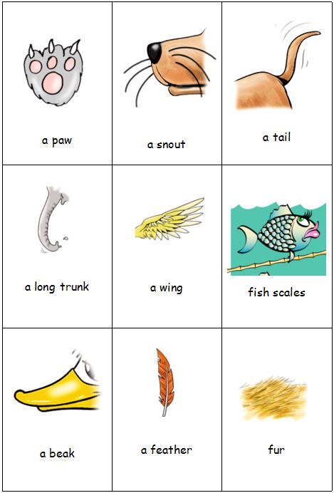 Animal homes Vocabulary Page