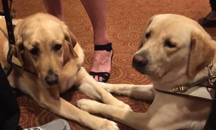 Library showcases photos of Guide Dogs for the Blind