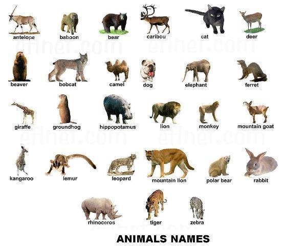 Easy learning Animals Chart - Wild Animals names. #HowTo