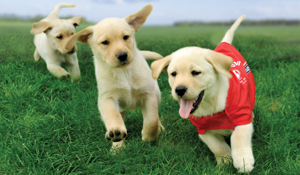 Guide Dogs for the Blind Puppy Raising Guide Dogs for