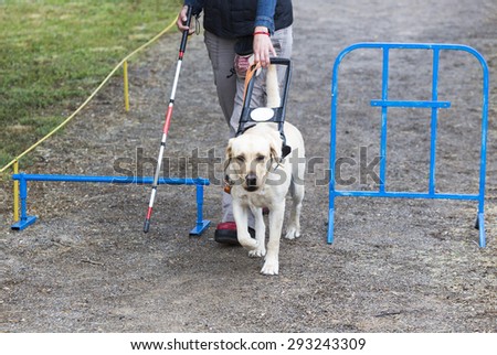 Foundation seeks state funds to train guide dogs for the blind