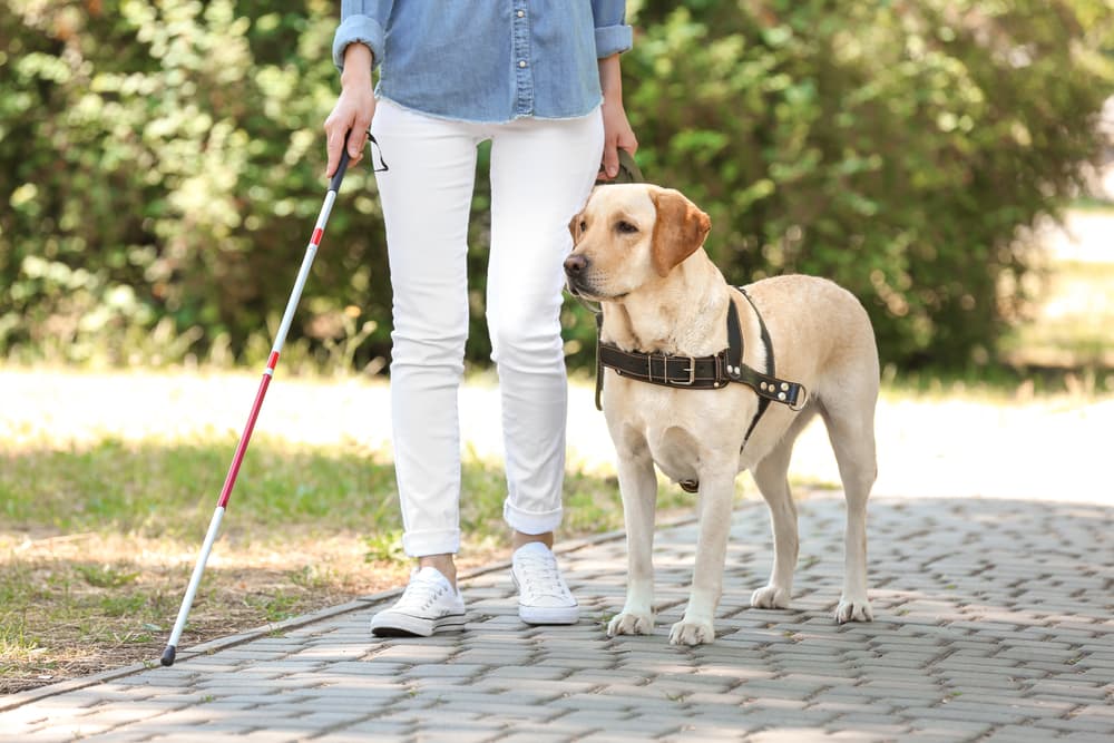 Guide Dogs For The Blind Inc nonprofit in San Rafael