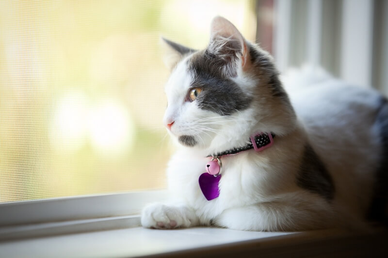 High Rise Syndrome In Cats Veterinarians Sidney British