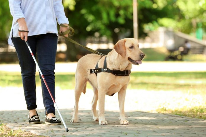 Canadian Guide Dog for the Blind YouTube