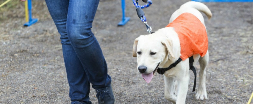 What is Guide Dogs for the Blind qa.answers.com