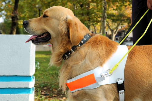 Elizabeth Edmondson Volunteer - Guide Dogs for the Blind