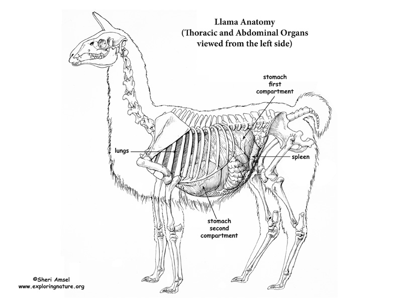 Physiology of Growth and Reproduction In Livestock