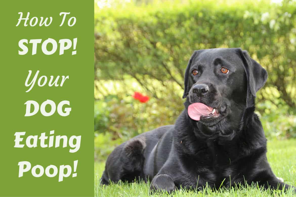 Dog Training Training Your Dog To Pee And Poop On