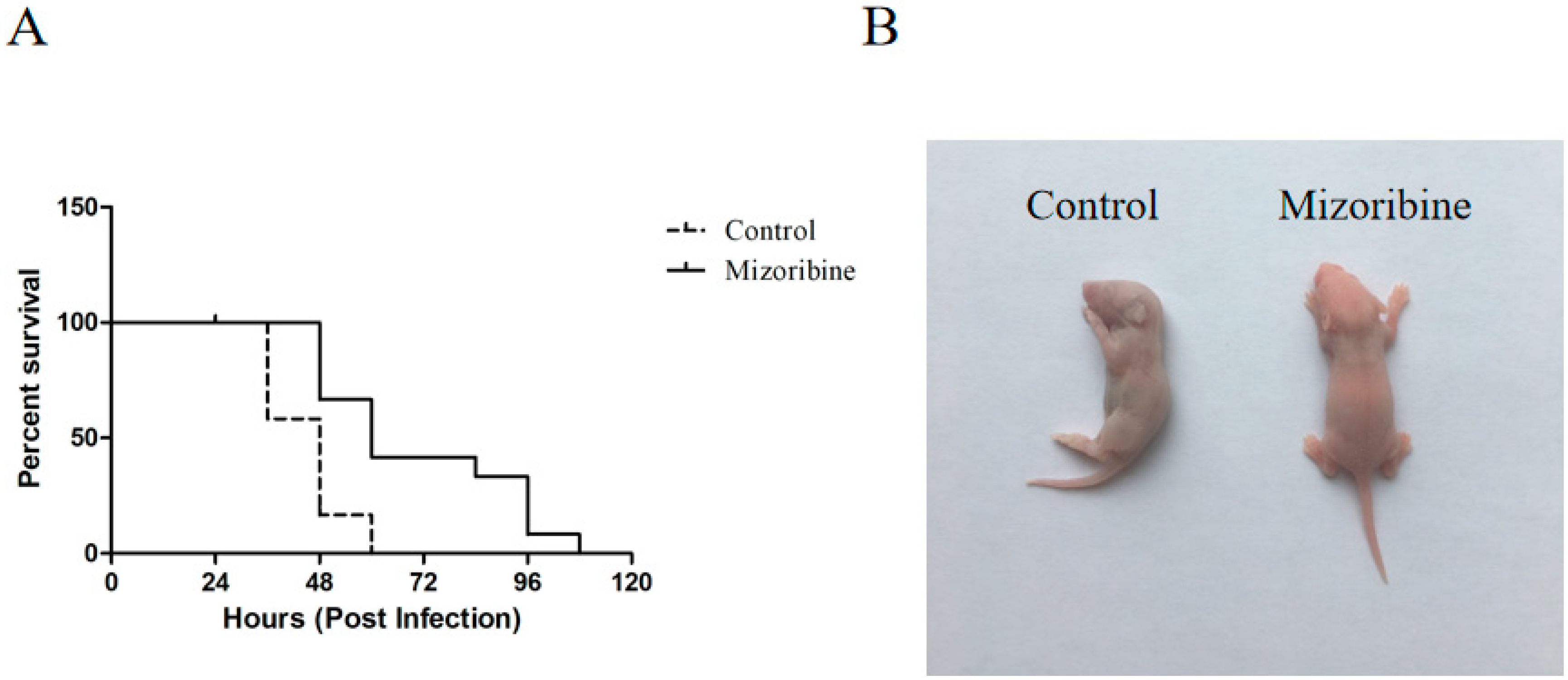 Persistence of Foot-and-Mouth Disease Virus in Animals