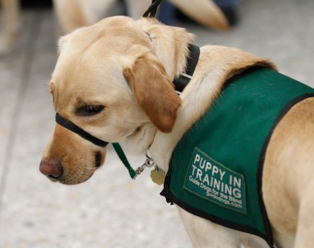 How Guide Dogs are Trained Irish Guide Dogs for the Blind