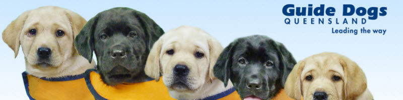 GUIDE DOGS QUEENSLAND LEADING THE WAY