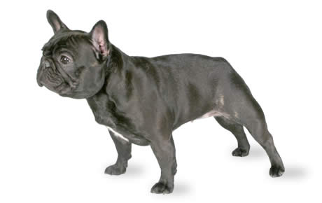 french bulldog in New South Wales Dogs & Puppies