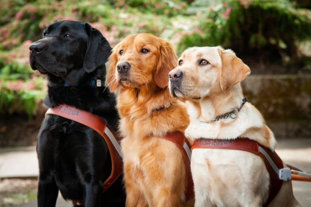 Catch the Guide Dogs for the Blind Public Graduation