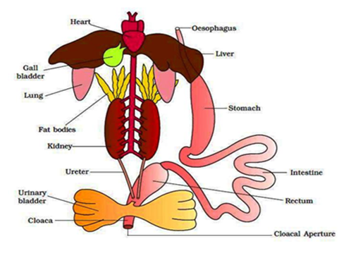 Lesson 1 Monogastric Digestive System